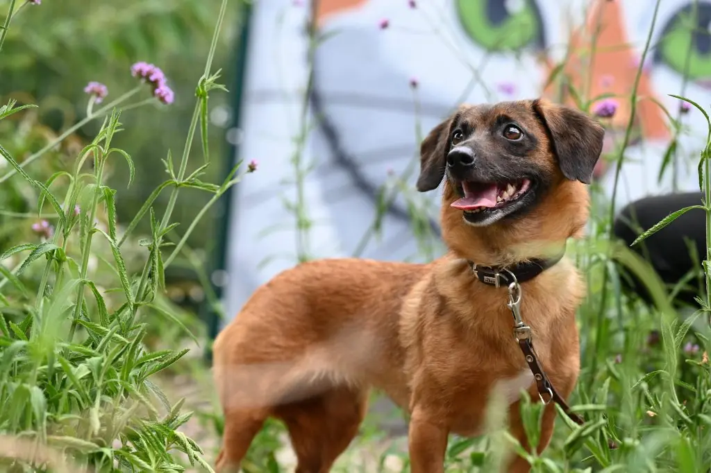 Carmelita - Dackel - Bild 1