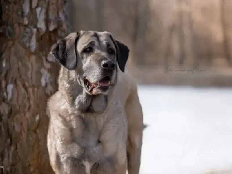 Naz - Kangal-Hirtenhund - Bild 19