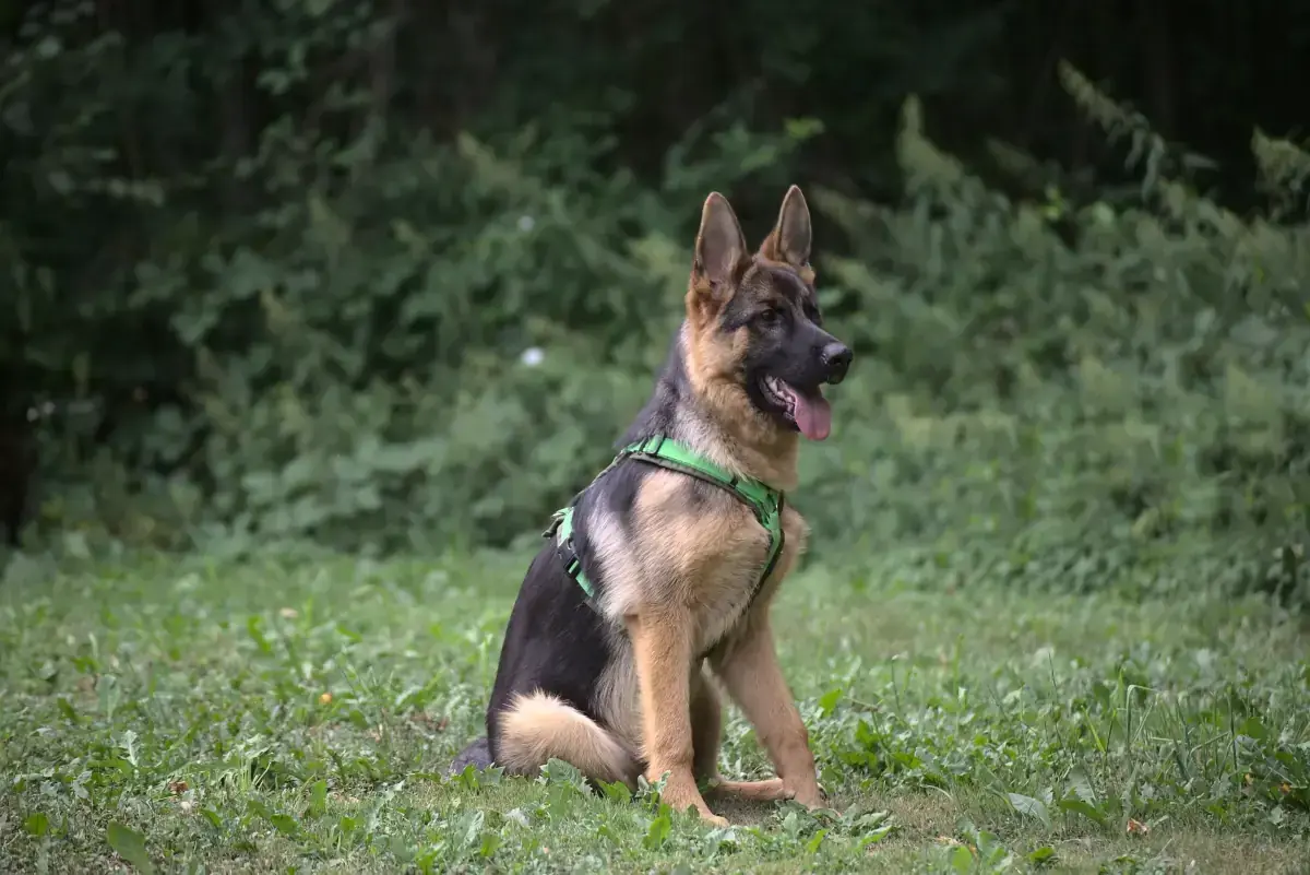 Stella - Deutscher Schäferhund - Bild 2