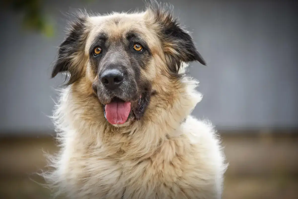 Mira - Kangal-Hirtenhund - Bild 3