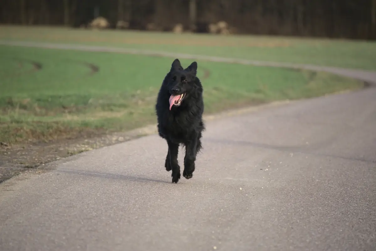 Filou - Deutscher Schäferhund - Bild 2