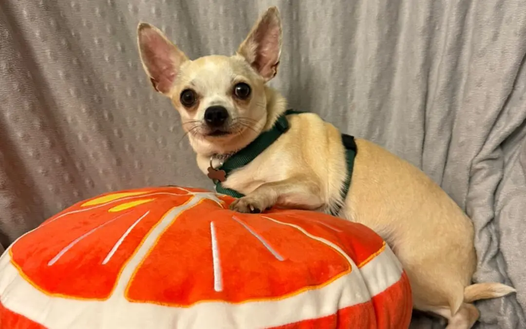 Cookie - Chihuahua - Bild 1