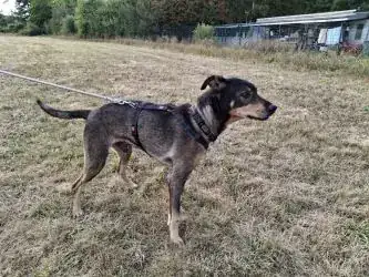 Elmo – Podengo Português, Deutscher Schäferhund – Bild 4