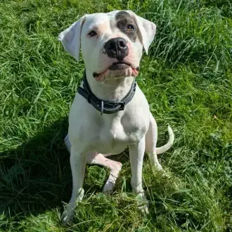 Mia - Dogo Argentino - Bild 3