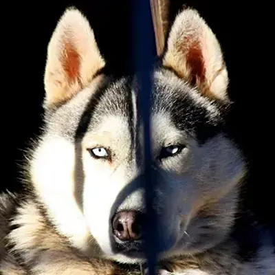 Thunder - Siberian Husky - Bild 4