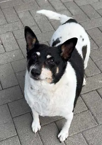 Milly -  - Bild 17