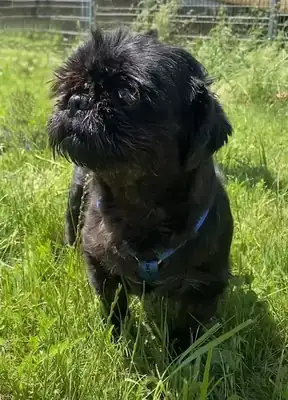 Betty – Shih Tzu – Bild 3