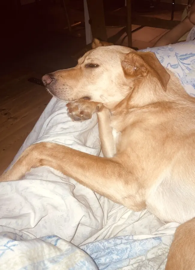 Bruno -  - Bild 5