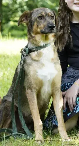 Bella - Deutscher Schäferhund - Bild 1