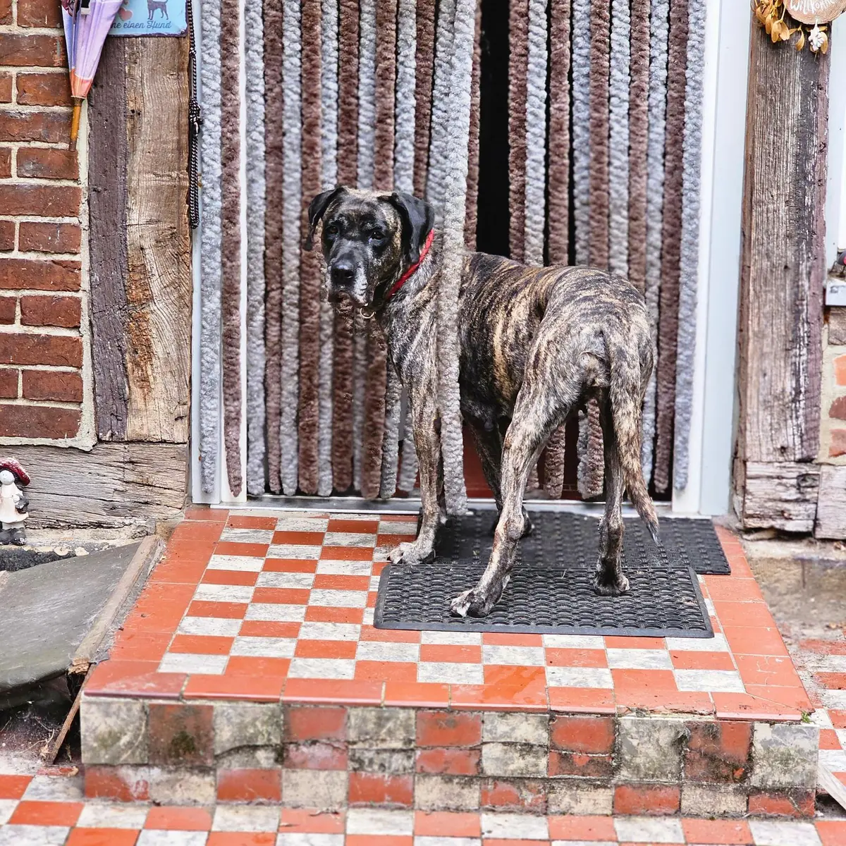 Olivia - Dogo Canario - Bild 5