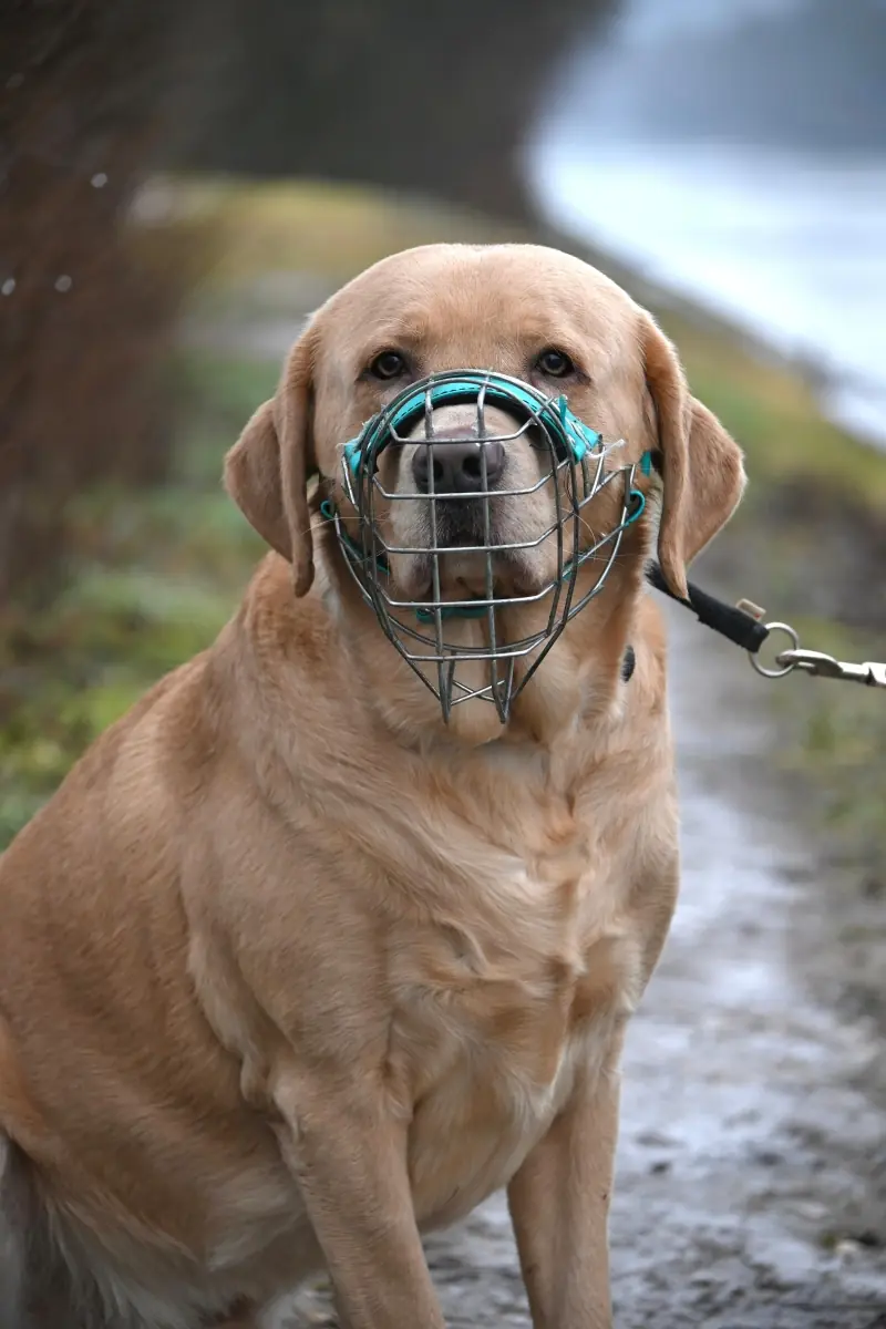 Benito - Labrador Retriever - Bild 10