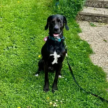 Labrador Retriever-Mix Hugo