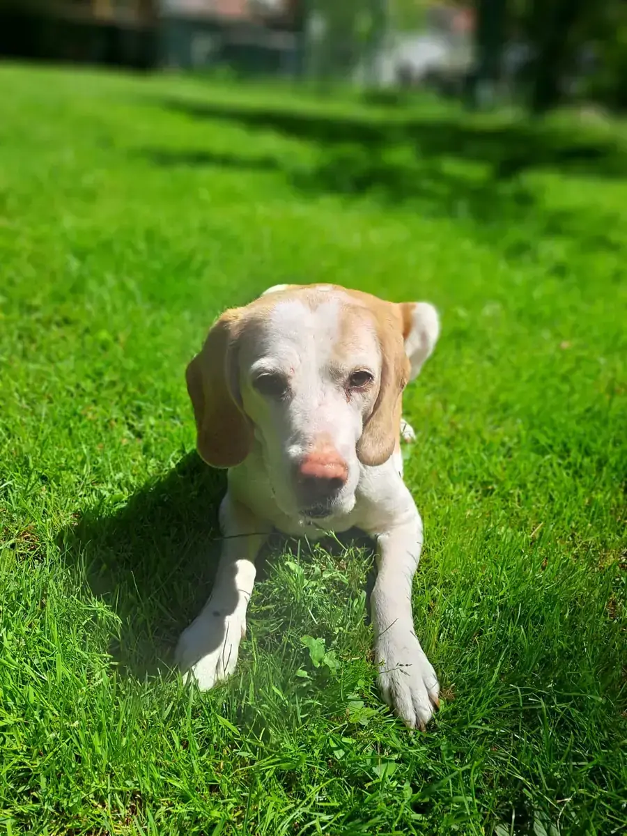 Shaila - Beagle - Bild 3