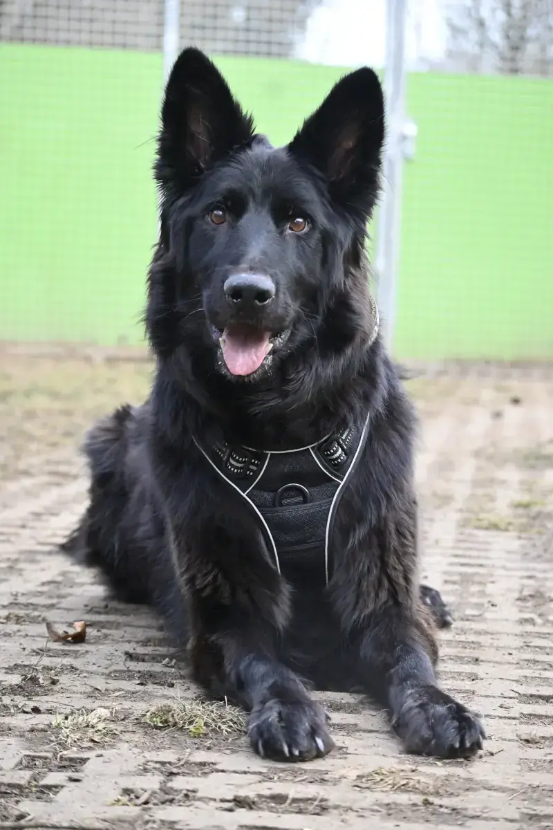 Wolly - Deutscher Schäferhund - Bild 10