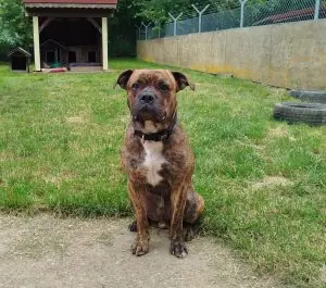 Spencer -  - Bild 1