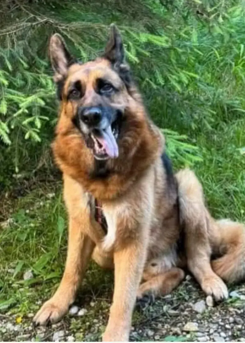 Maxl - Deutscher Schäferhund - Bild 6