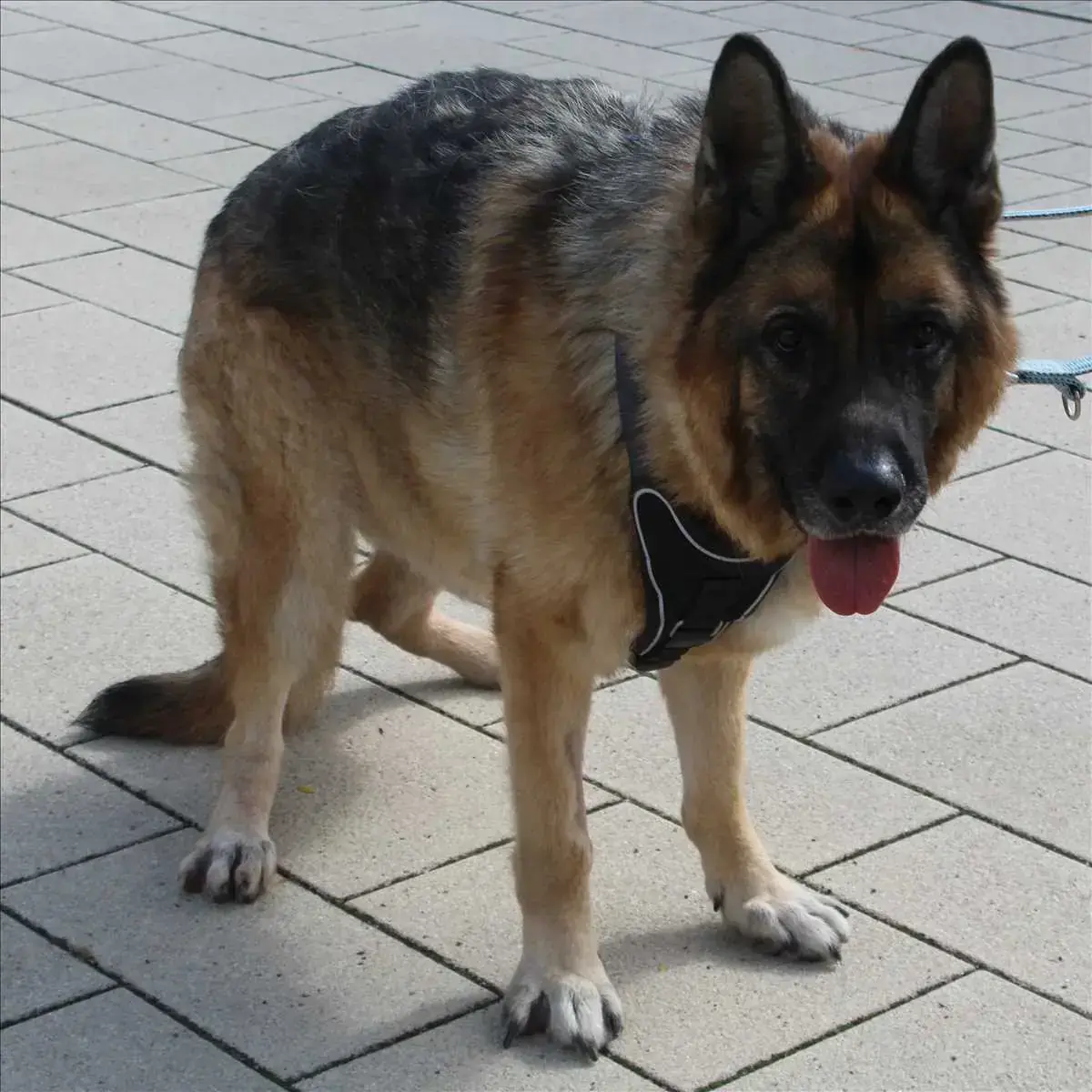 REX - Deutscher Schäferhund - Bild 3