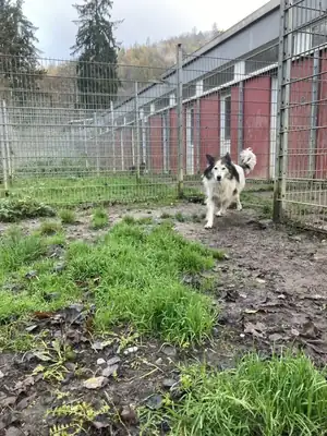 Haribo – Deutscher Schäferhund, Border Collie – Bild 5