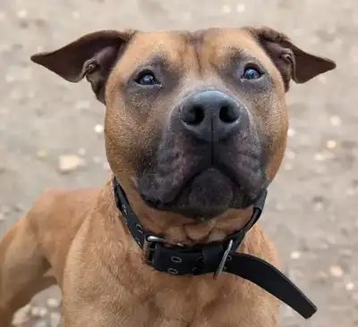 Chico – Staffordshire Bullterrier – Bild 2