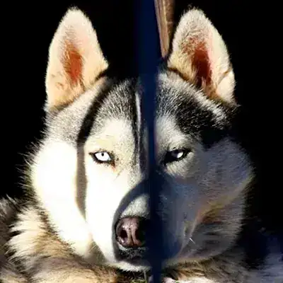 Thunder – Siberian Husky – Bild 4