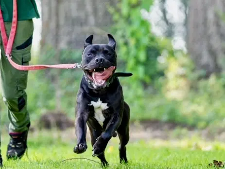 Gizmo - American Staffordshire Terrier - Bild 3