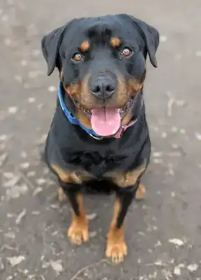 Aragon – Rottweiler – Bild 2