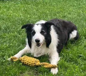 Slyko - Border Collie - Bild 1
