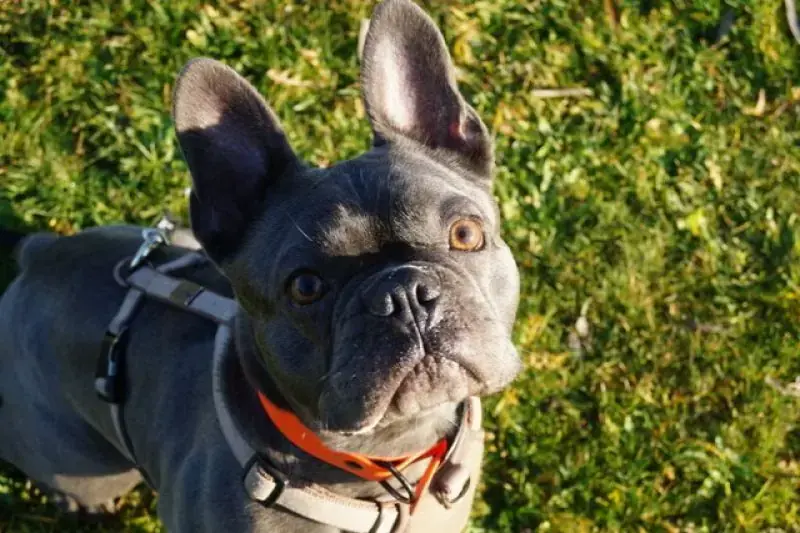 Cooper -  - Bild 2