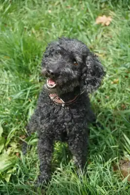 Blacky – Pudel – Bild 14