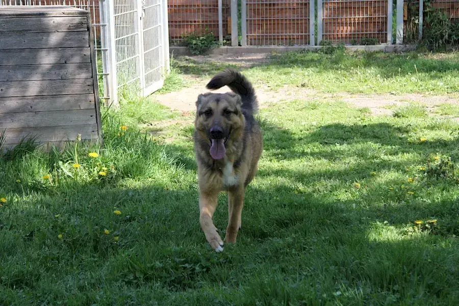 Billy - Deutscher Schäferhund - Bild 1