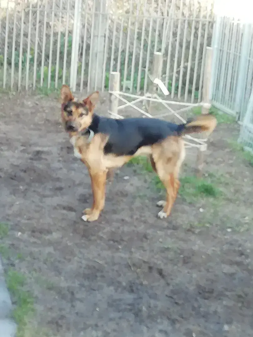 Siberian Husky, Belgischer Schäferhund Toki