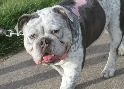 Don – Englische Bulldogge – Bild 3