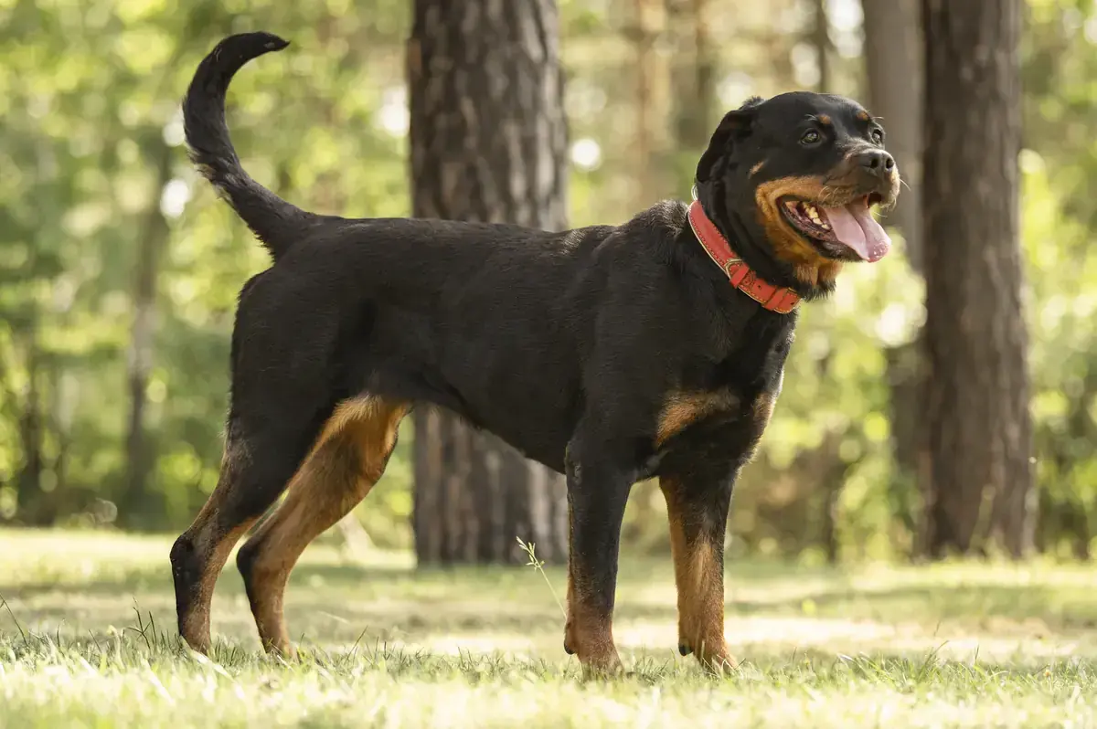 Cara - Rottweiler - Bild 5