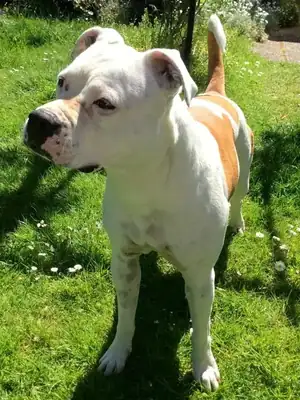 Püppi – American Staffordshire Terrier – Bild 3