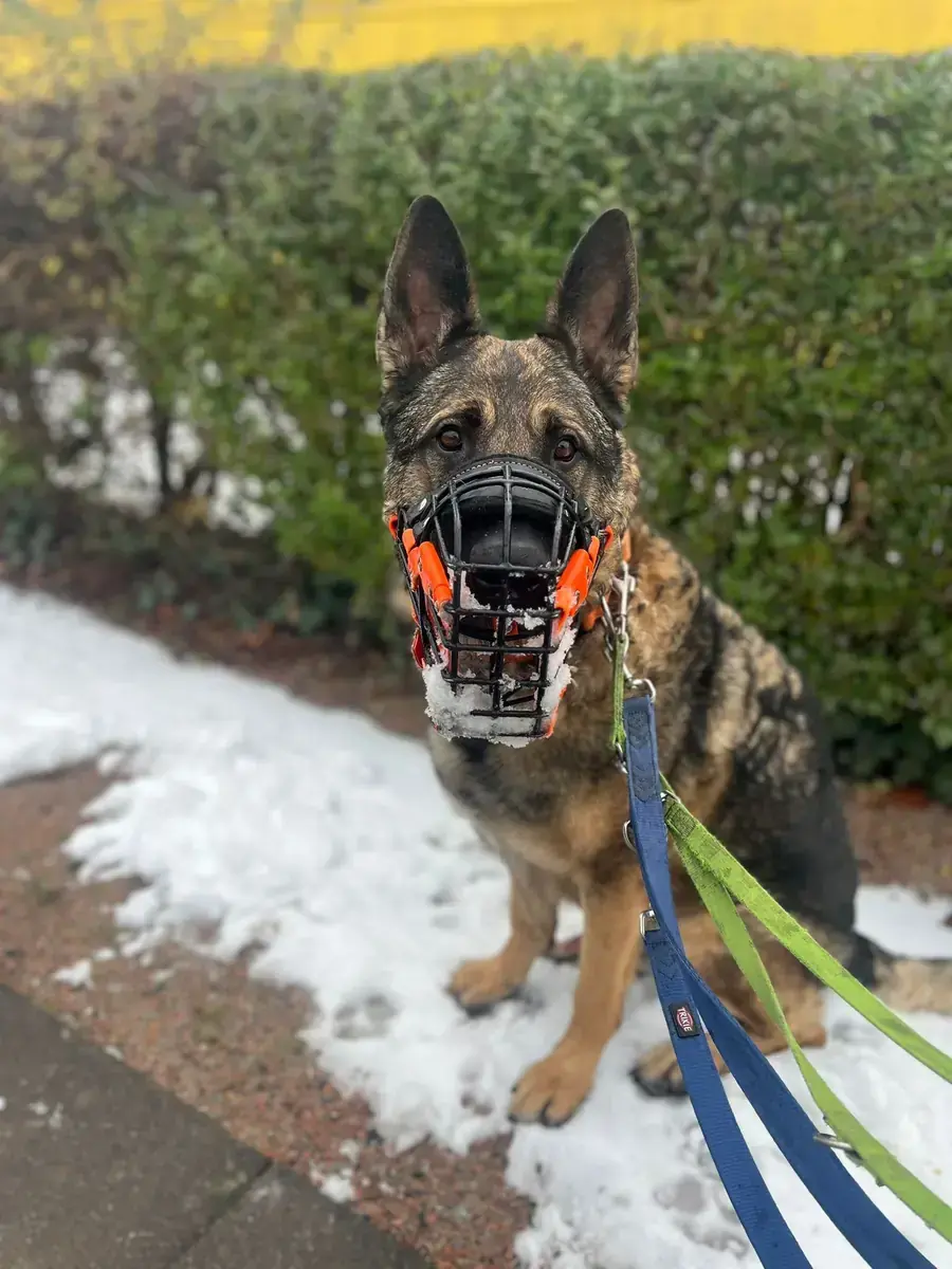 Levy - Deutscher Schäferhund - Bild 4