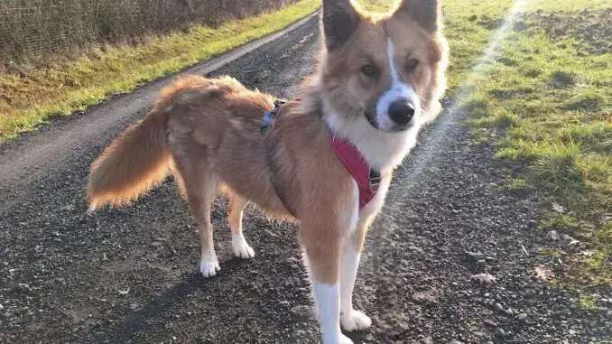 Border Collie-Mix Mandy