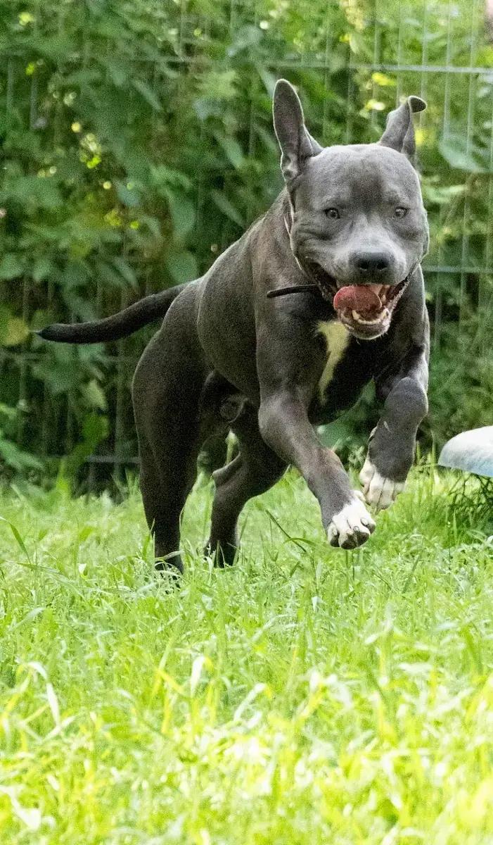 Loui -  - Bild 2