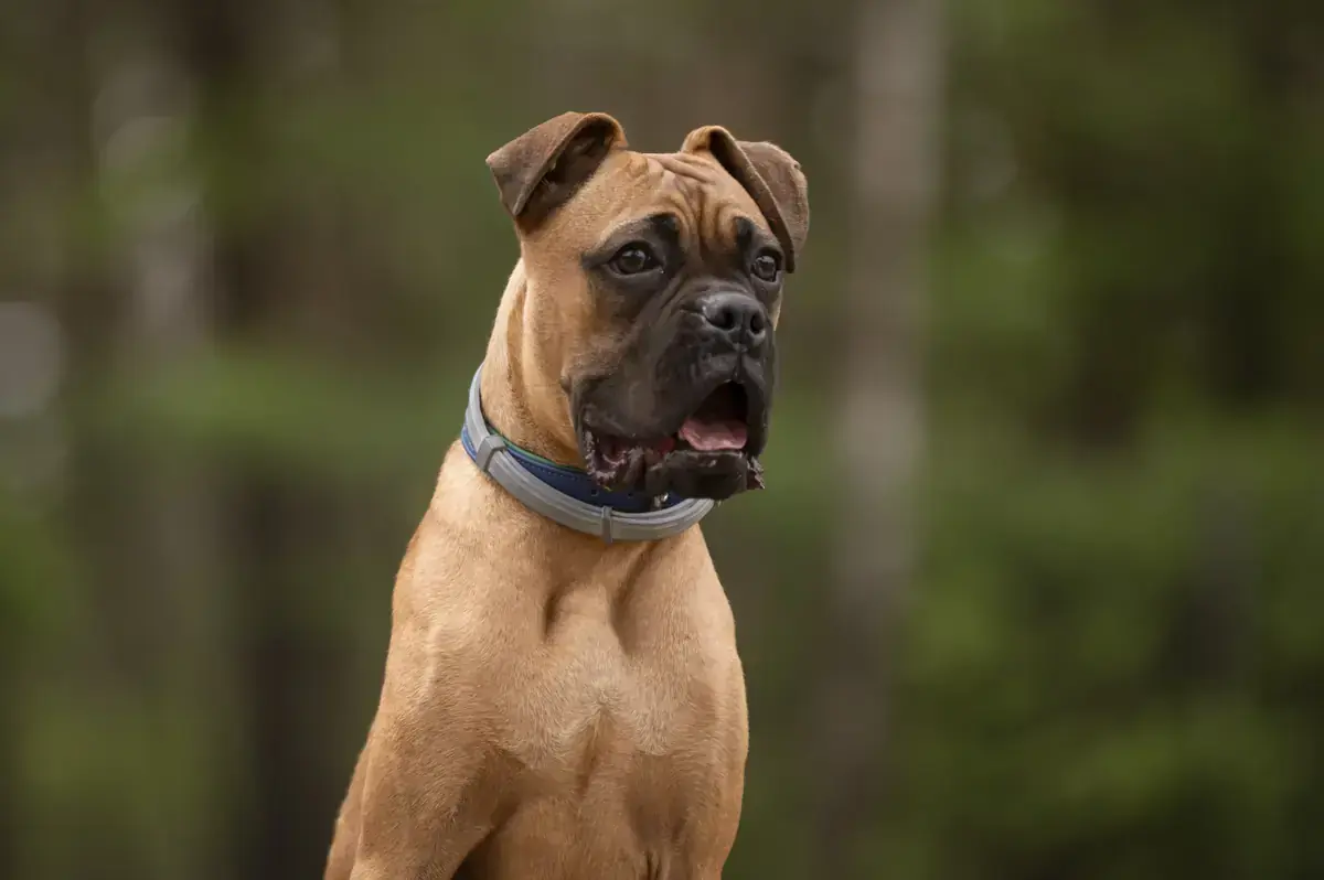 Ronny - Deutscher Boxer - Bild 3