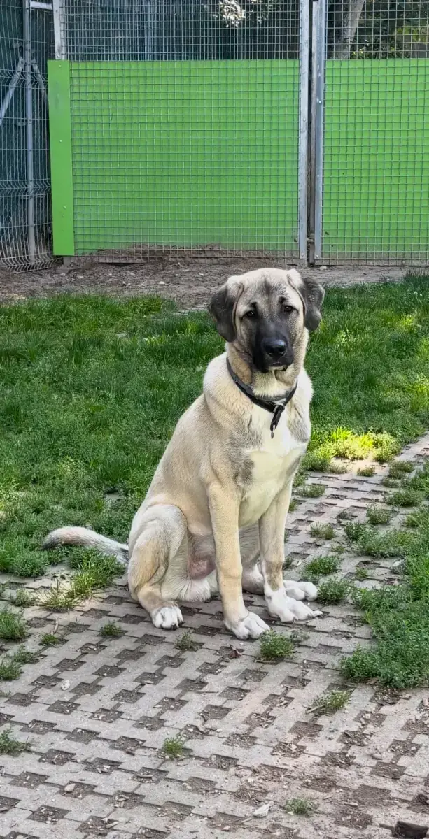 Junis - Kangal-Hirtenhund - Bild 2