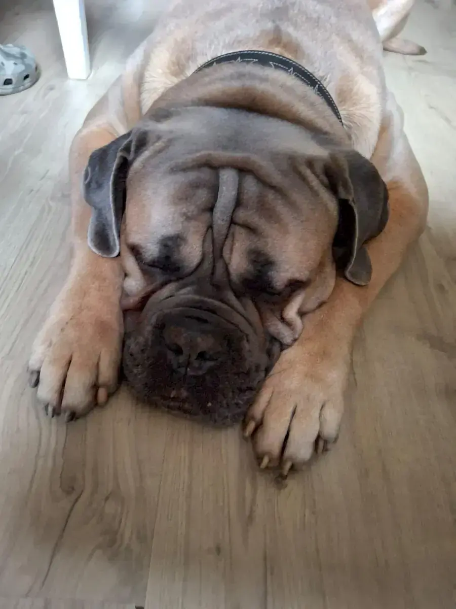 Byron - Cane Corso Italiano - Bild 1