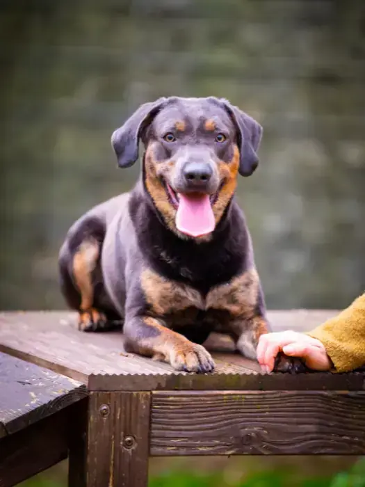 Thor - Labrador Retriever - Bild 4
