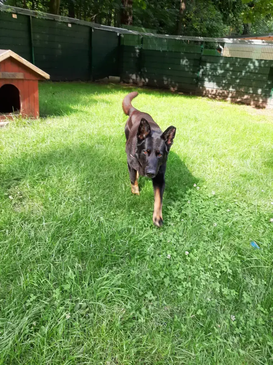Deutscher Schäferhund Bonzo
