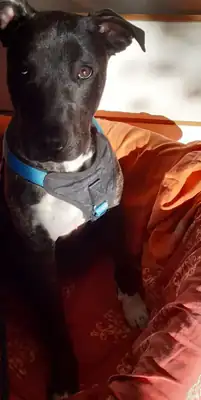 Heinrich – Cane Corso Italiano – Bild 2