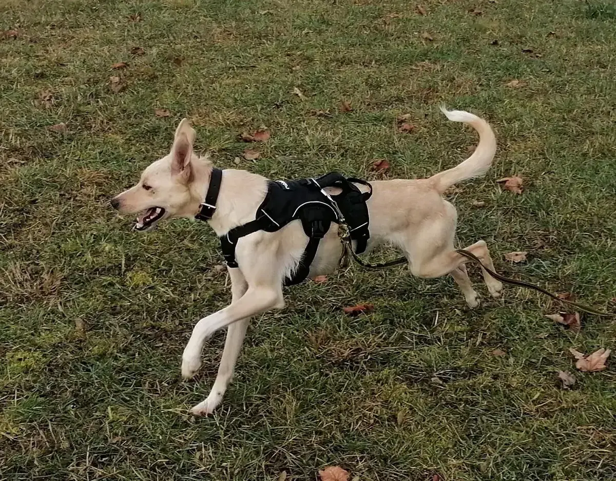 Pippa -  - Bild 6