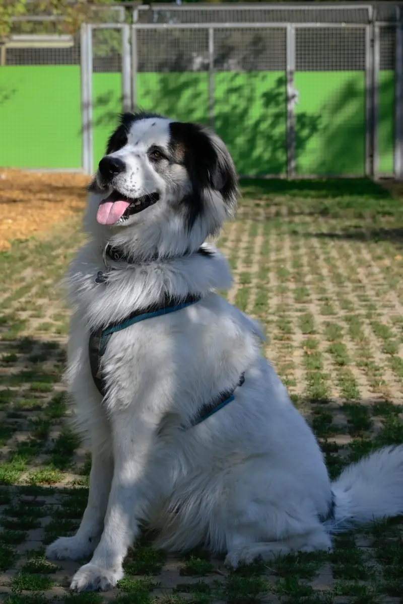 Buddy - Samojede - Bild 4