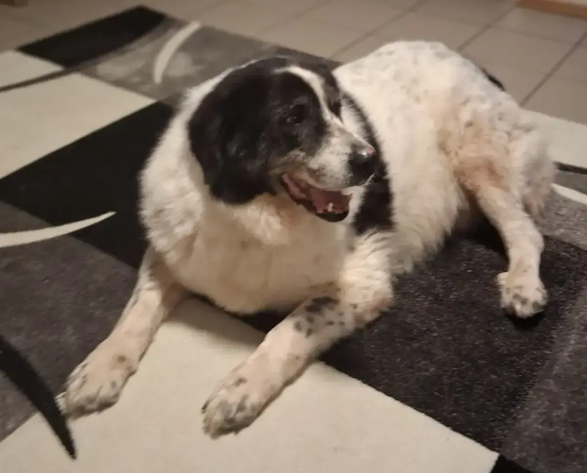 Bruno -  - Bild 4