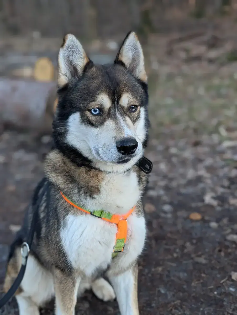 Akela - Siberian Husky - Bild 3