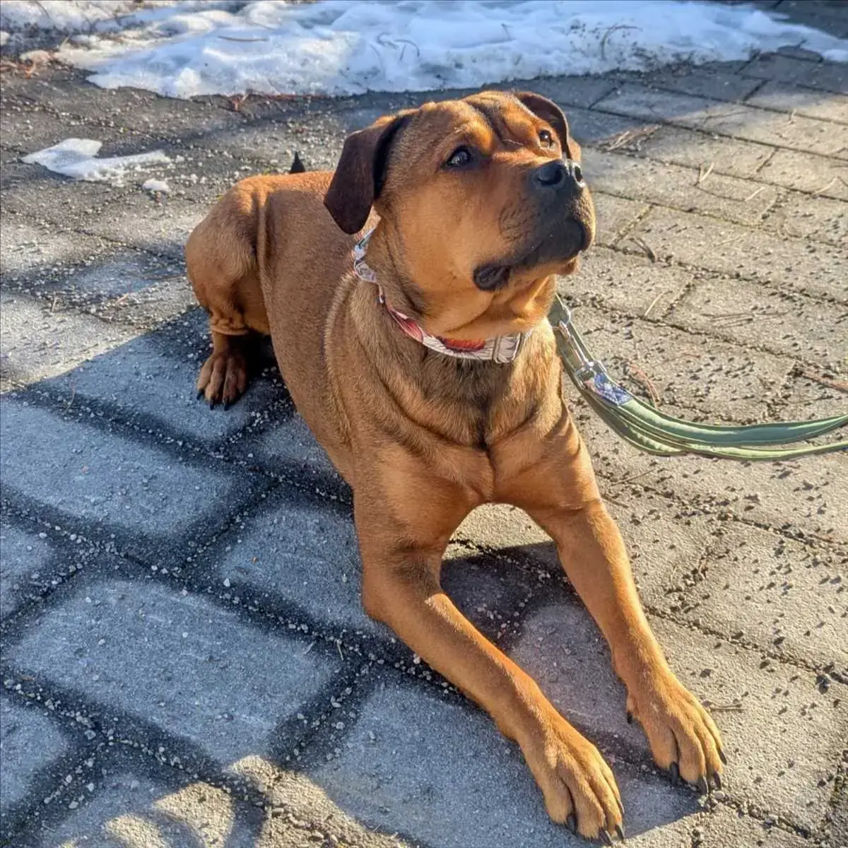 AKIRA - Rottweiler - Bild 3