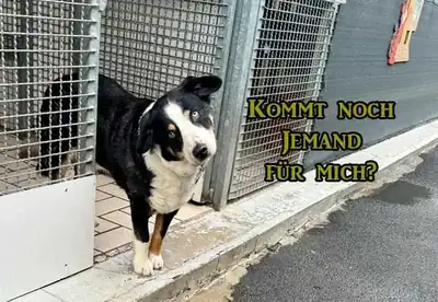 Bolle – Hund – Bild 11