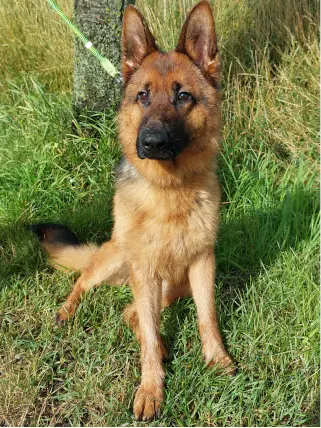 Tizian - Deutscher Schäferhund - Bild 3